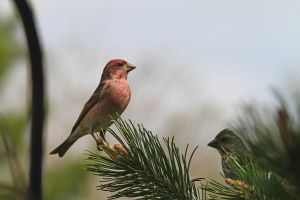Male Purple Finch (Haemorhous purpureus)