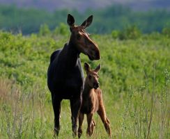 Momma and baby by Cathy Cocks, Moose (Alces alces)