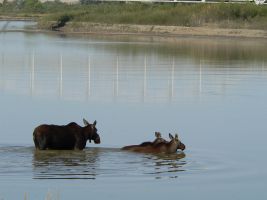 Moose in the river (Alces alces)