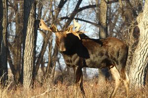 Moose Bull by Cathy Cocks (Alces alces)