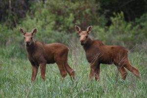Moose Twins by Cathy Cocks (Alces alces)