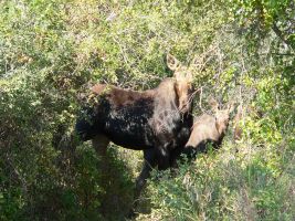 Moose in the woods (Alces alces)