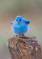 Mountain Bluebird (Sialia currucoides)