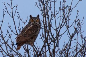Great Horned Owl (Bubo virginianus) 2