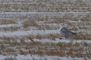 Snowy Owl in field (Bubo scandiacus)