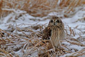 Owl (Short-eared?)