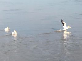 Pelicans on the river, American White Pelican (Pelecanus erythrorhynchos)