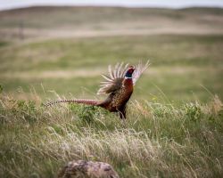 Pheasant cock showing off, Common Pheasant (Phasianus colchicus), AKA Ring-necked Pheasant