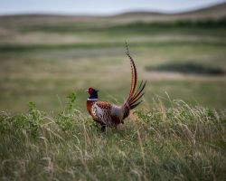 Pheasant cock strutting, Common Pheasant (Phasianus colchicus), AKA Ring-necked Pheasant