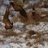Pheasant cocks by Cathy Cocks, Common Pheasant (Phasianus colchicus), AKA Ring-necked Pheasant