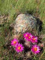 Pincushion Cactus by April (Coryphantha vivipara), aka Ball Cactus