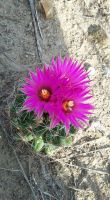Pincushion Cactus by Arlene (Coryphantha vivipara), aka Ball Cactus