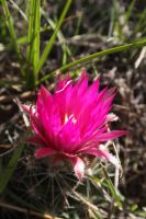 Pincushion Cactus by Dana (Coryphantha vivipara), aka Ball Cactus