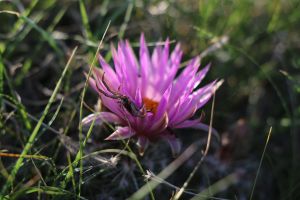 Pretty in Pink by Carmen, Pincushion/Ball Cactus (Coryphantha vivipara)