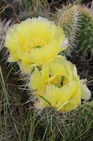Prickly-pear Cactus (Opuntia) by Carmen