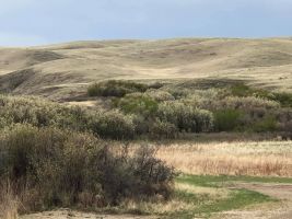 Saskatoons (Amelanchier alnifolia) blooming along the Red Deer River