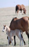 Spring time around Empress (Horses)