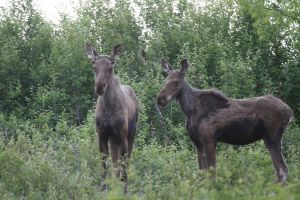 Moose Twins from another year by Cathy Cocks (Alces alces)