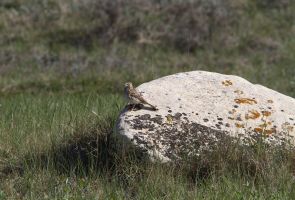 Vesper Sparrow (Pooecetes gramineus)