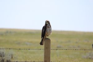 Watching the World Go By by Carmen S (Hawk?: Swainson's or Red-tailed?)