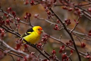Western Tanager (Piranga ludoviciana) by Cathy Cocks