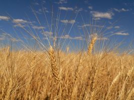 Wheat field Laura Munro