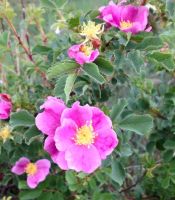 Wild Rose by Lori Kelly, (Rosa arkansana)