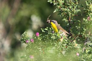 Yellow-breasted Chat (Icteria virens)
