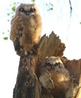 Great Horned Owl chicks (Bubo virginianus) 2