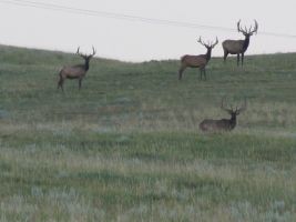 Atlee Elk Pics 005 Elk (Cervus canadensis), AKA Wapiti