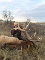 Atlee pasture Elk