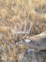 Dale Howe white tail