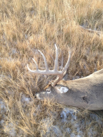 Dale Howe white tail
