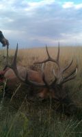 Elk Hunting