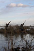 Bird hunting