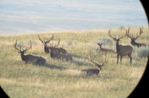 Elk (Cervus canadensis), AKA Wapiti 4