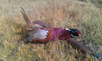 Pheasant hunting