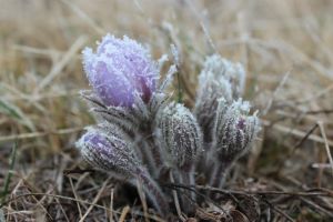Prairie Crocus (Pulsatilla nuttalliana)