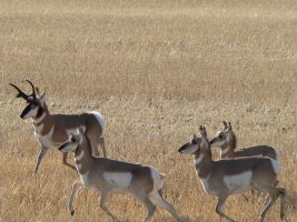 Antelope by Laura Munro, Pronghorn (Antilocapra americana)
