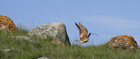 Long-billed Curlew (Numenius americanus) by Barry Cocks (Soliloquy Slide)