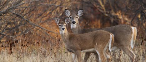 White-tailed Deer Doe & Fawn by Cathy Cocks (Soliloquy Slide)