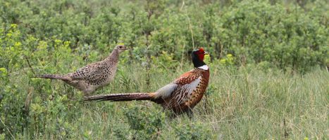 Common Pheasant hen & cock (Phasianus colchicus), AKA Ring-necked Pheasant (Soliloquy Slide)