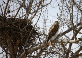 Ferruginous Hawk (Buteo regalis) by Cathy Cocks