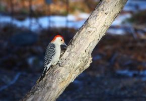 Red-bellied Woodpecker (Melanerpes carolinus) by Cathy Cocks