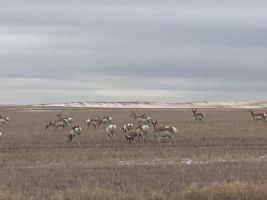 Antelope/Pronghorn (Antilocapra americana) 3