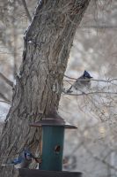 Blue Jay (Cyanocitta cristata) by Clint and Lily Steinley