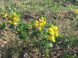 Buffalo Beans (Thermopsis rhombifolia), aka Prairie Thermopsis