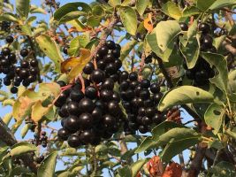 Chokecherry (Prunus virginiana)