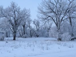 Frost on the trees