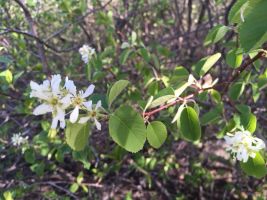 Saskatoon (Amelanchier alnifolia) flowers